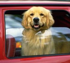 In viaggio con Fido e Felix