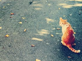 Se il gatto non è più “res”: riflessioni sul sentire di società e diritto